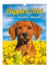 H34 Kalendarz ścienny wieloplanszowy Puppies 2026