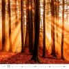 H31 Kalendarz ścienny wieloplanszowy Forest 2026