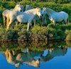 Kalendarz ścienny wieloplanszowy Horses 2023 z naklejkami - wrzesień 2023