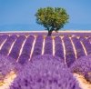 Kalendarz ścienny wieloplanszowy Provence 2023 z naklejkami - lipiec 2023