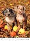 Kalendarz ścienny wieloplanszowy Puppies 2025 - listopad 2025