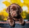 Kalendarz ścienny wieloplanszowy Dogs 2022 z naklejkami - wrzesień 2022
