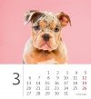 Kalendarz biurkowy 2023 Pieski (Puppies) - marzec 2023