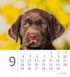 Kalendarz biurkowy 2023 Pieski (Puppies) - wrzesień 2023