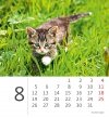 Kalendarz biurkowy 2024 Kotki (Kittens) - sierpień 2024