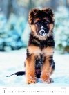 H34 Kalendarz ścienny wieloplanszowy Puppies 2026
