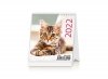 Kalendarz biurkowy 2022 Kotki (Kittens)