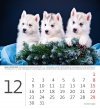 Kalendarz biurkowy 2024 Pieski (Puppies) - grudzień 2024