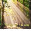 Kalendarz ścienny wieloplanszowy Forest 2025 - sierpień 2025