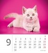 Kalendarz biurkowy 2024 Kotki (Kittens) - wrzesień 2024