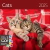 Kalendarz ścienny wieloplanszowy Cats 2025 z naklejkami - okładka