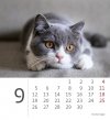 Kalendarz biurkowy 2022 Kotki (Kittens) - wrzesień 2022