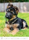 Kalendarz ścienny wieloplanszowy Puppies 2025 - kwiecień 2025