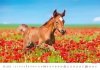 Kalendarz ścienny wieloplanszowy Horses 2023 - maj 2023