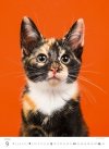 Kalendarz ścienny wieloplanszowy Kittens 2024 - wrzesień 2024