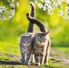 Kalendarz ścienny wieloplanszowy Cats 2023 z naklejkami - kwiecień 2023