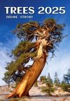 Zdjęcie okładki w kalendarzu ściennym Trees 2025 wydawnictwa Helma
