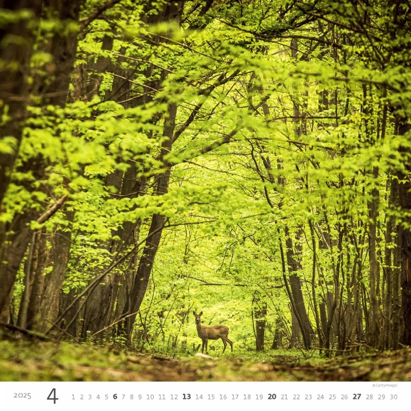 Kalendarz ścienny wieloplanszowy Forest 2025 - kwiecień 2025