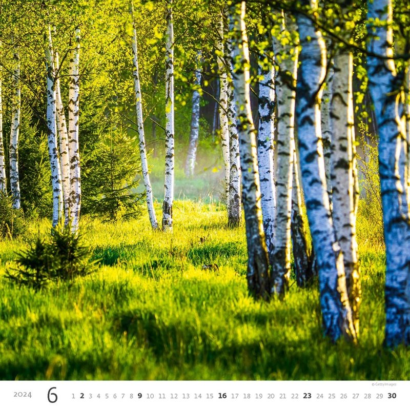 Kalendarz ścienny wieloplanszowy Forest 2024 - czerwiec 2024
