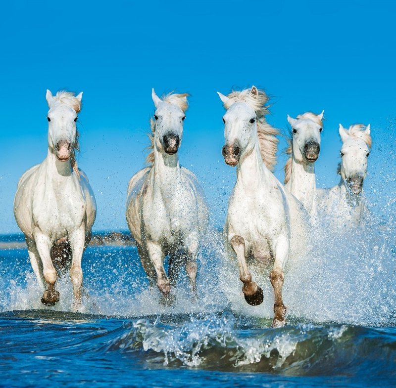 Kalendarz ścienny wieloplanszowy Horses 2024 z naklejkami - sierpień 2024
