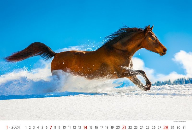 Kalendarz ścienny wieloplanszowy Horses 2024 - styczeń 2024