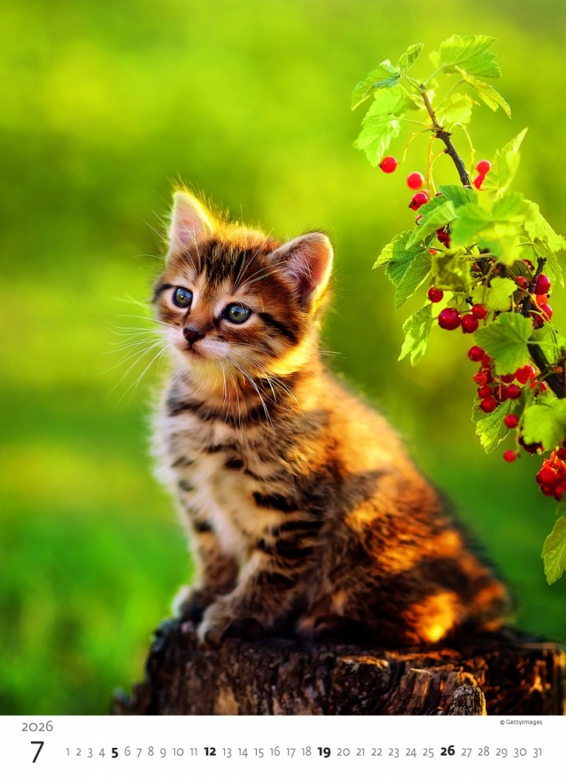 14-planszowy kalendarz z pięknymi zdjęciami kociaków na rok 2026