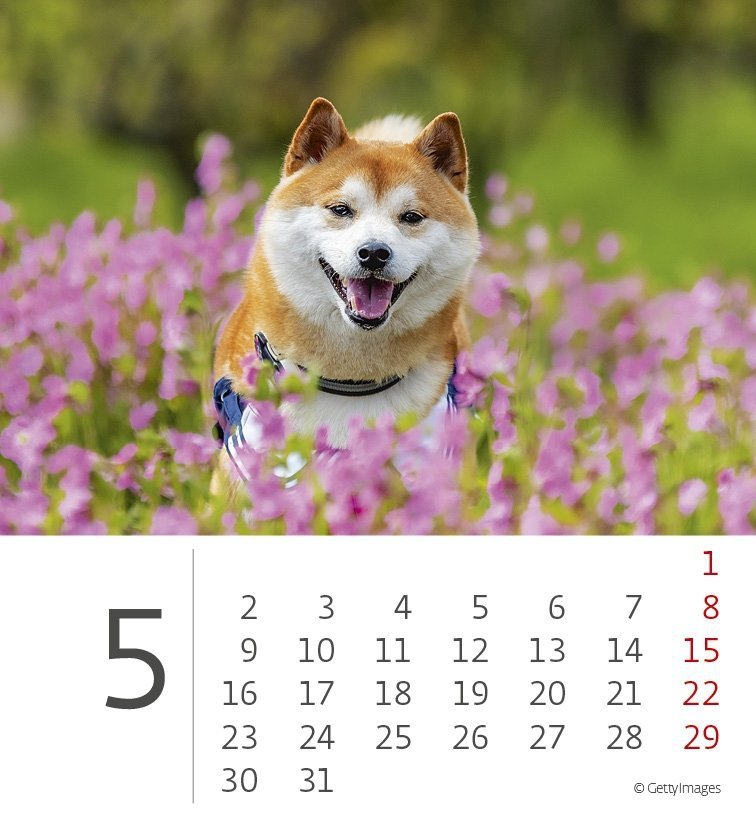 Kalendarz biurkowy 2022 Pieski (Puppies) - maj 2022