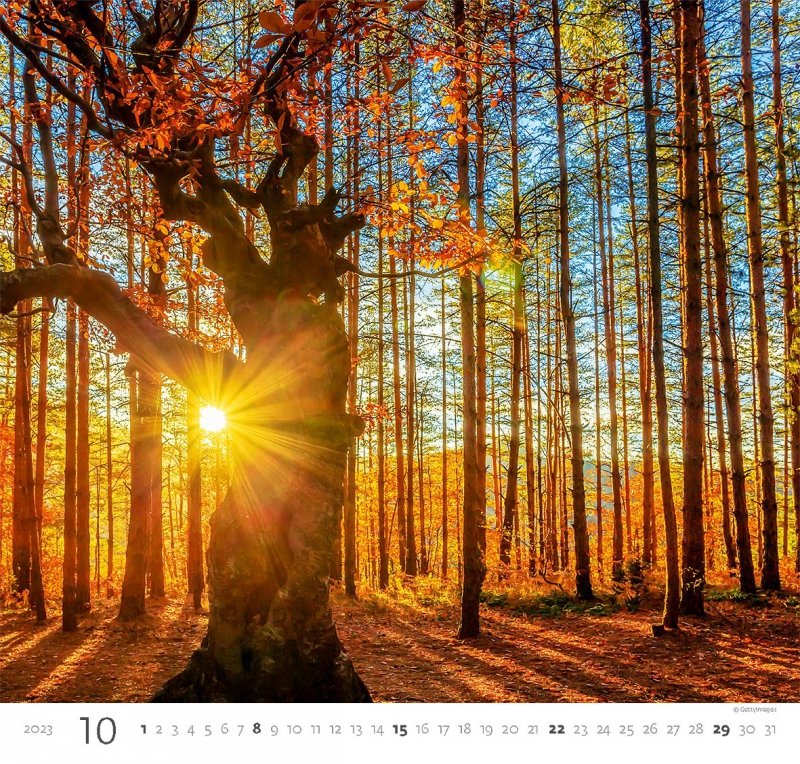 Kalendarz ścienny wieloplanszowy Forest 2023 - październik 2023