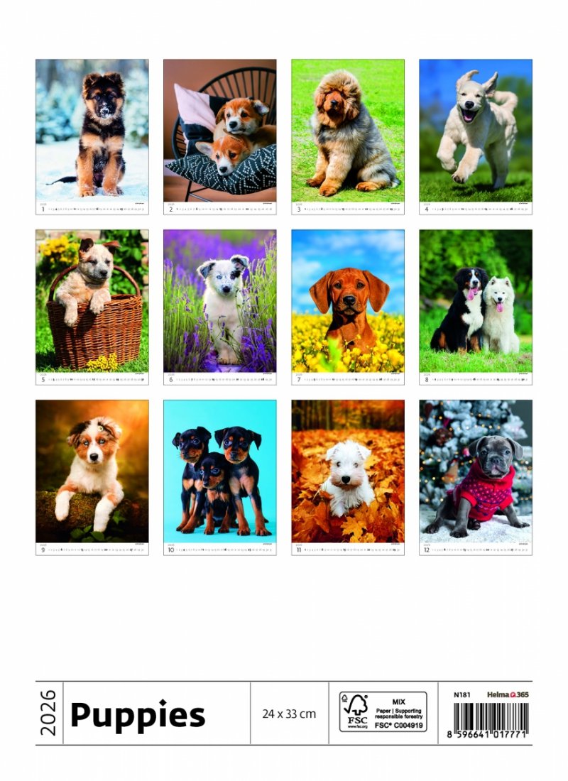 H34 Kalendarz ścienny wieloplanszowy Puppies 2026