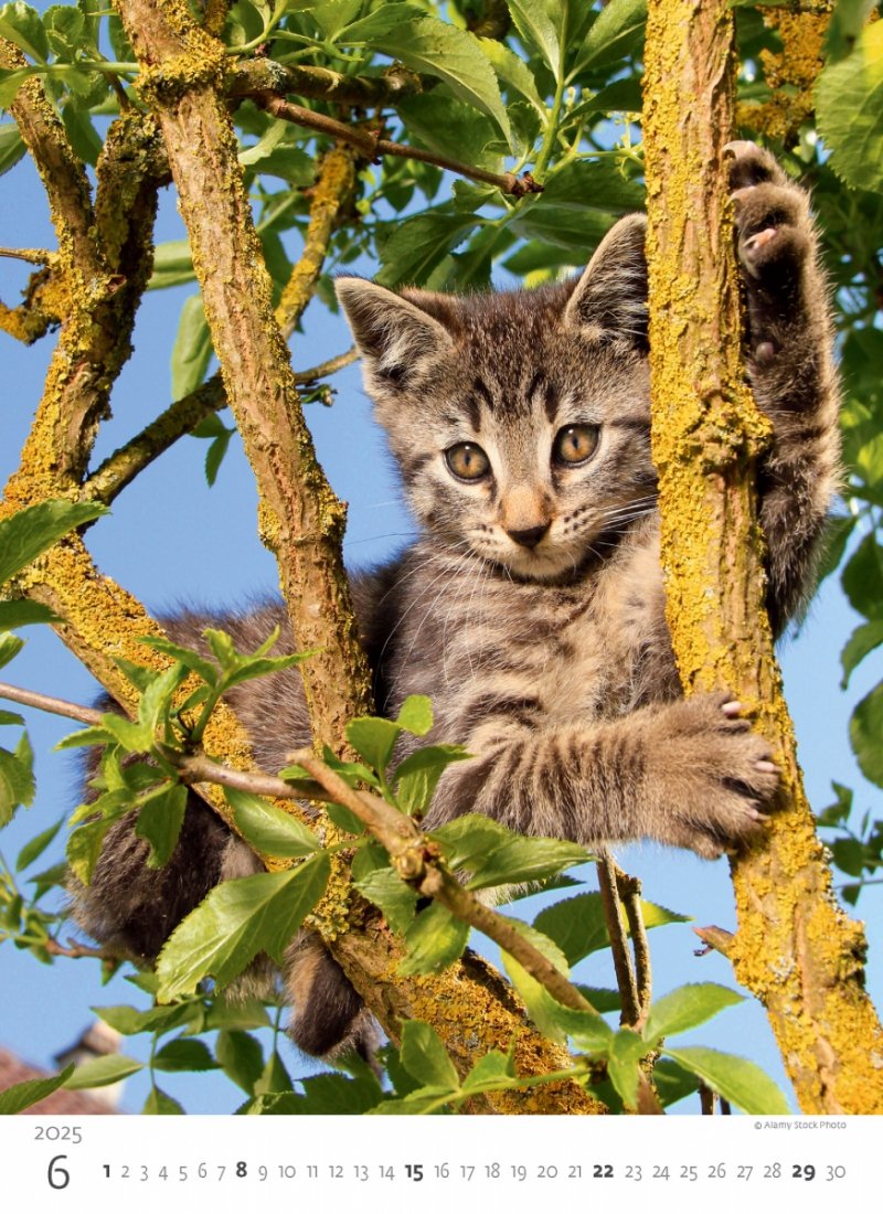 Kalendarz ścienny wieloplanszowy Kittens 2025 - czerwiec 2025