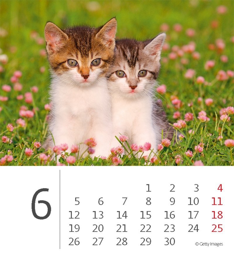 Kalendarz biurkowy 2023 Kotki (Kittens) - czerwiec 2023