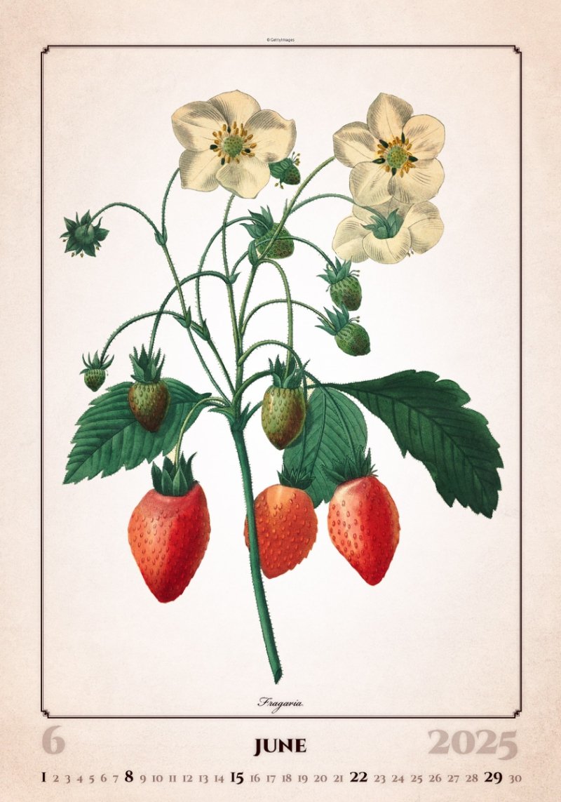 Kalendarz ścienny wieloplanszowy Herbarium 2025 - czerwiec 2025