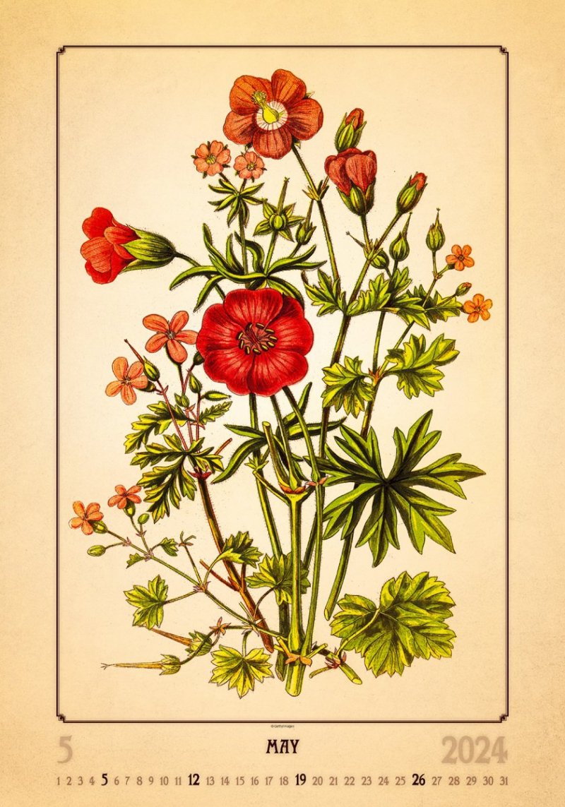 Kalendarz ścienny wieloplanszowy Herbarium 2024 - maj 2024