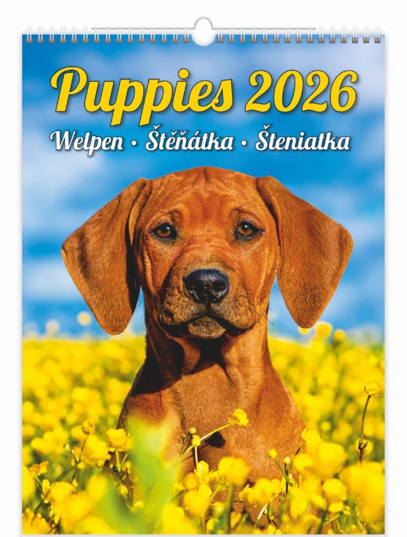 H34 Kalendarz ścienny wieloplanszowy Puppies 2026