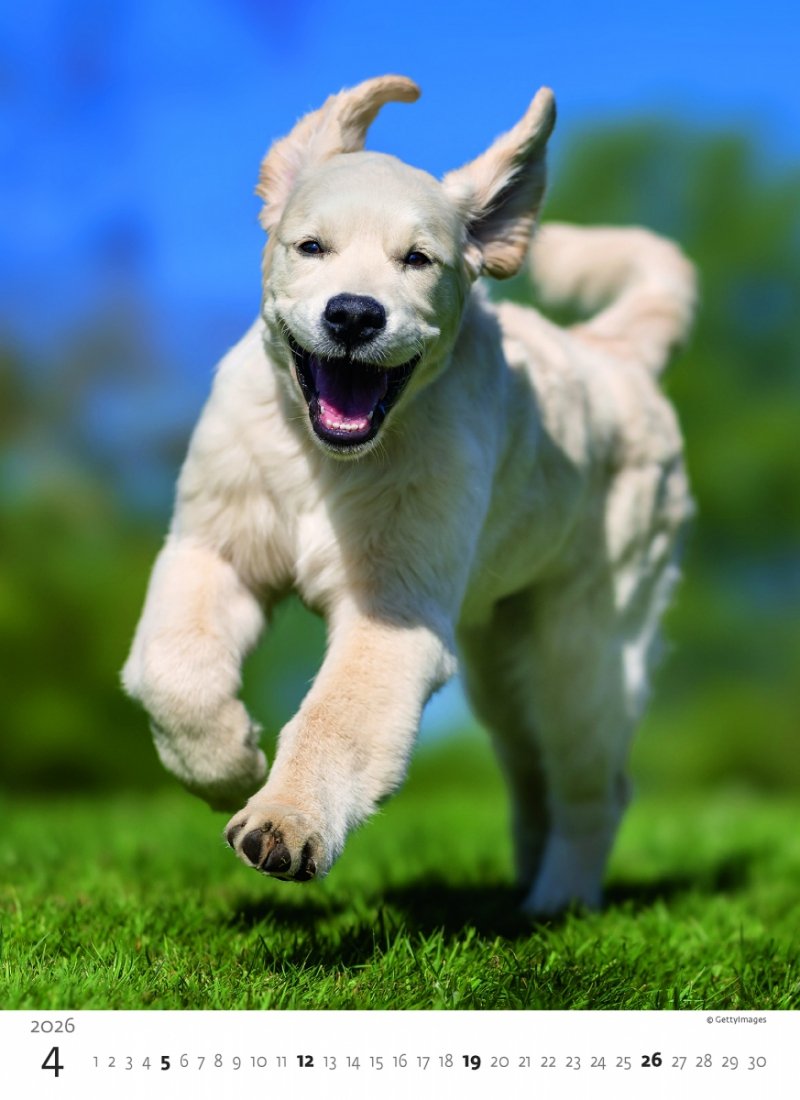 H34 Kalendarz ścienny wieloplanszowy Puppies 2026
