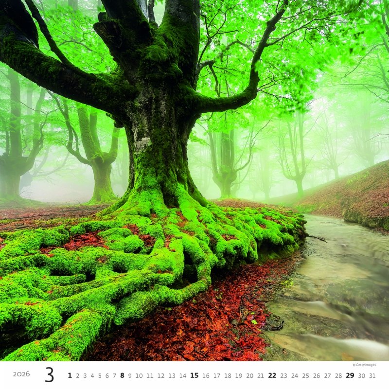 H31 Kalendarz ścienny wieloplanszowy Forest 2026