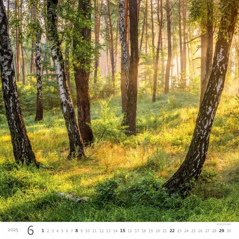 Kalendarz ścienny wieloplanszowy Forest 2025 - czerwiec 2025