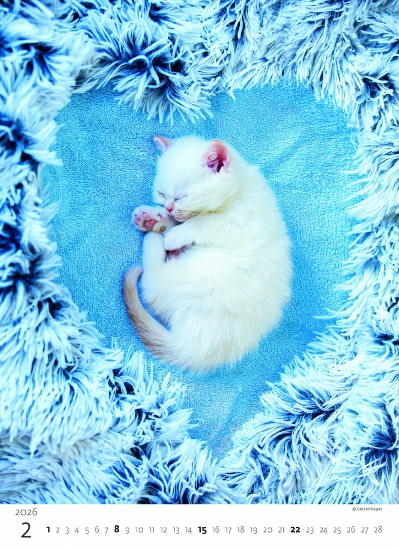 H33 Kalendarz ścienny wieloplanszowy Kittens 2026