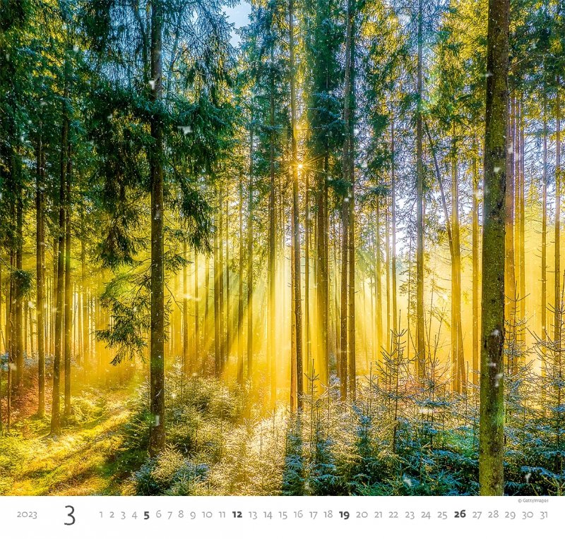 Kalendarz ścienny wieloplanszowy Forest 2023 - marzec 2023