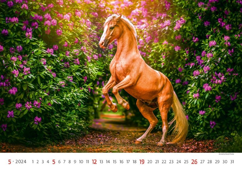 Kalendarz ścienny wieloplanszowy Horses 2024 - maj 2024