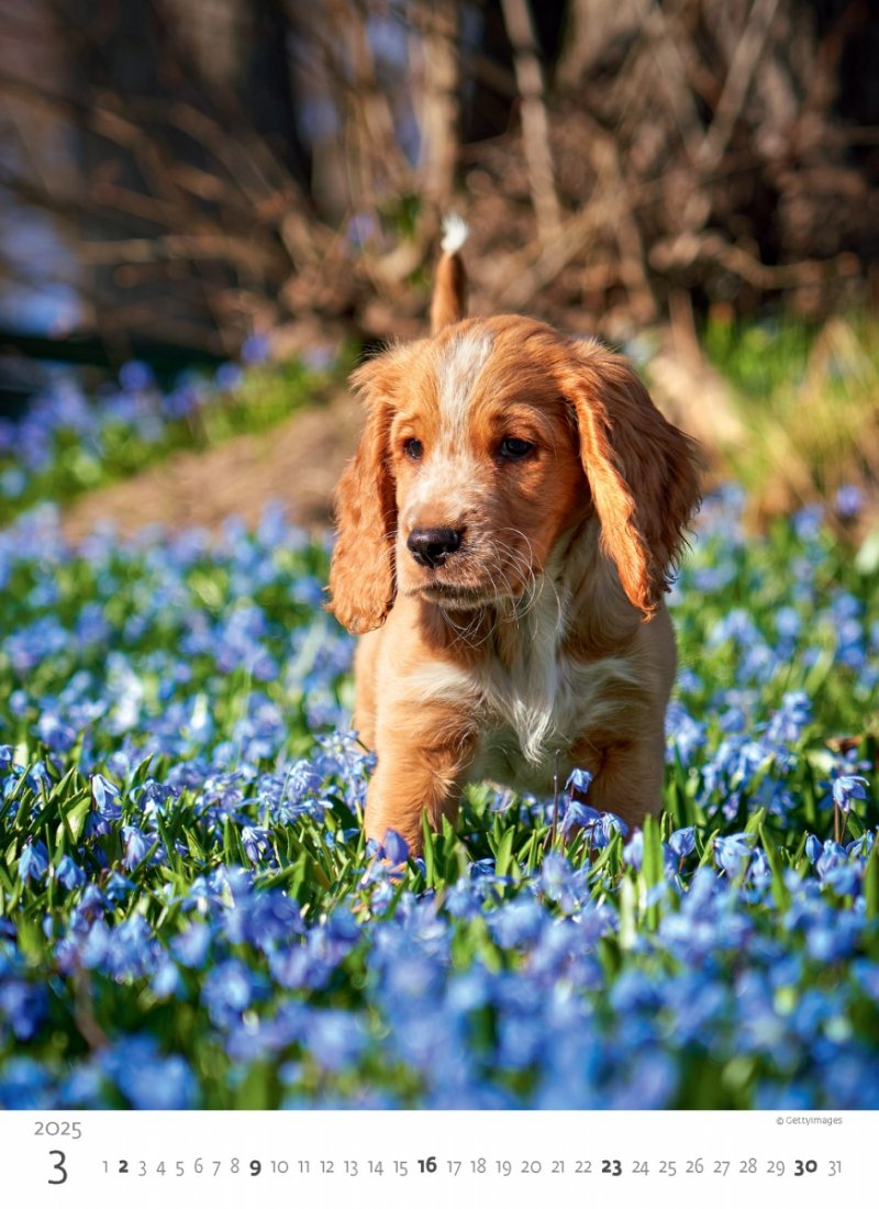Kalendarz ścienny wieloplanszowy Puppies 2025 - marzec 2025