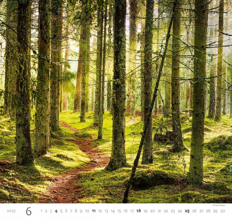 Kalendarz ścienny wieloplanszowy Forest 2023 - czerwiec 2023