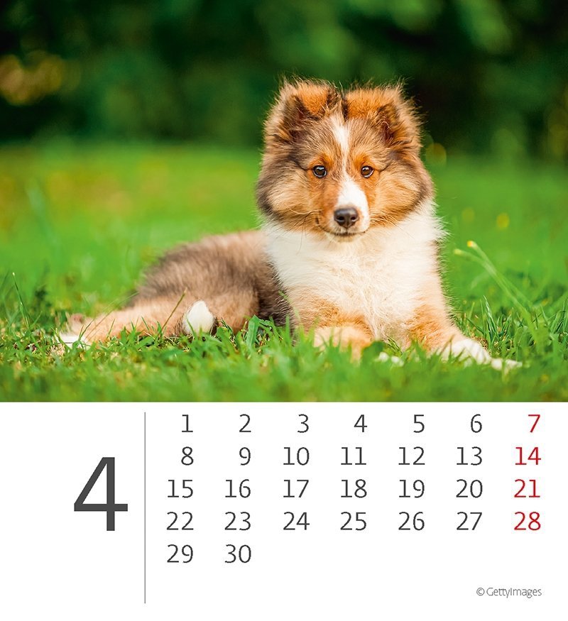 Kalendarz biurkowy 2024 Pieski (Puppies) - kwiecień 2024