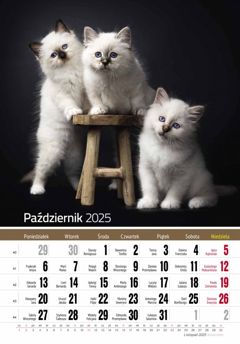 Kalendarz ścienny wieloplanszowy KOTY 2025 - październik 2025