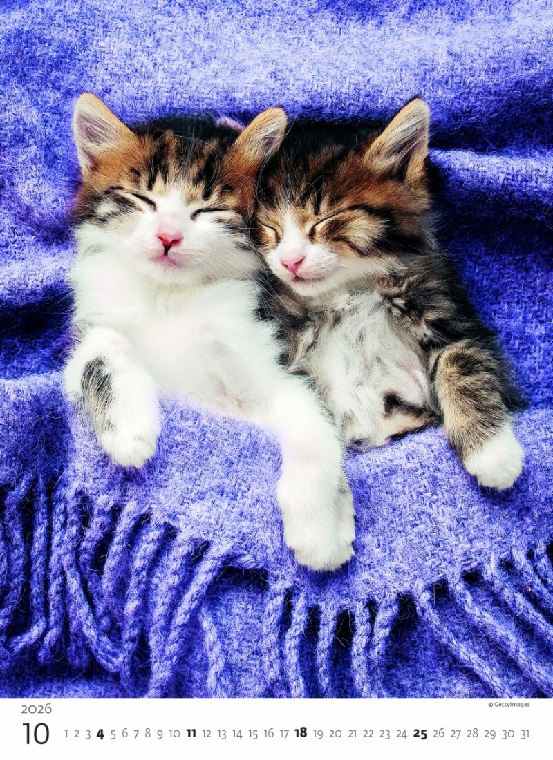 H33 Kalendarz ścienny wieloplanszowy Kittens 2026