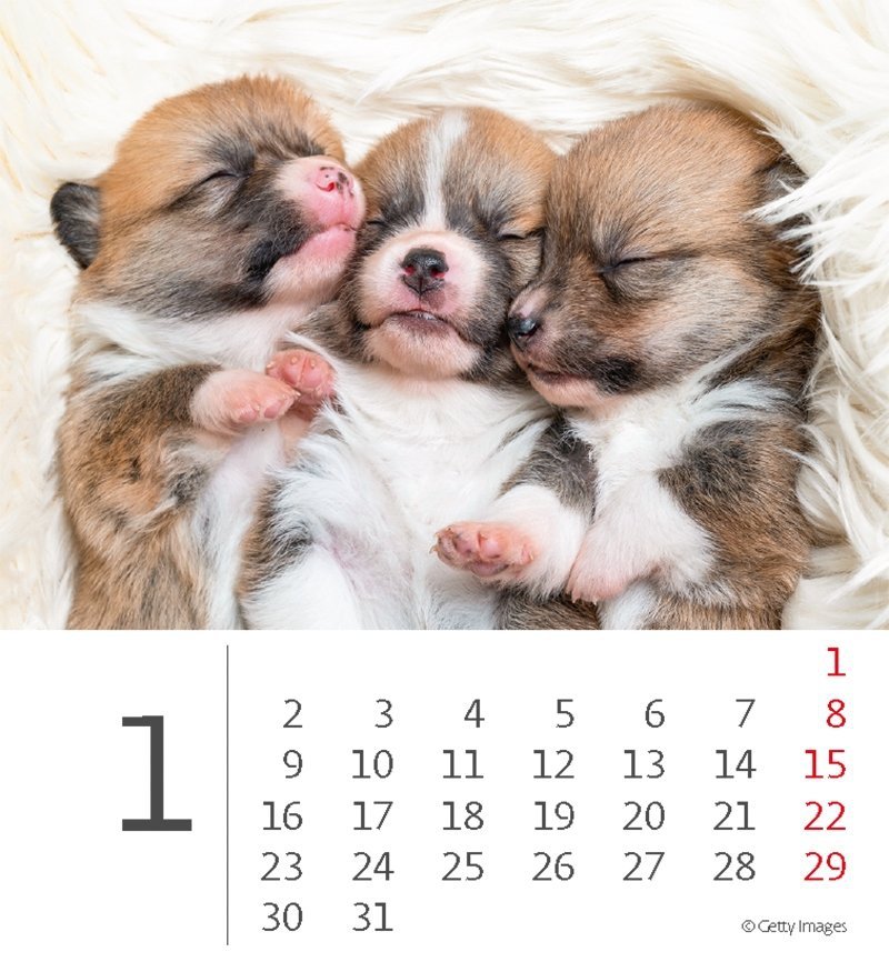 Kalendarz biurkowy 2023 Pieski (Puppies) - styczeń 2023
