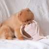 Pups & Bubs POPCORN zabawka węchowa 