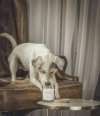MASCOTA AMBER BAMBOO świeca sojowa neutralizująca zapach zwierząt 