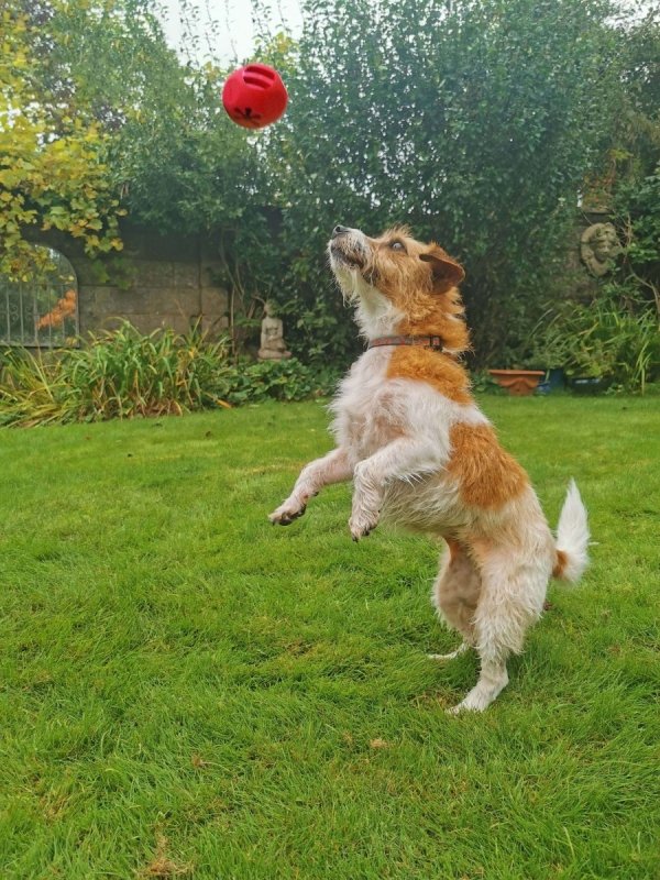 Frogg THE BRICK Large zabawka na smaczki dla psa