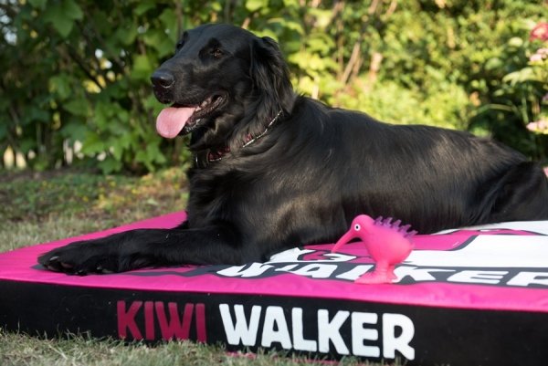 Kiwi Walker MATERAC ORTOPEDYCZNY niebiesko-czarny rozmiar M